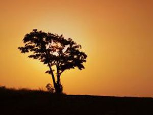 Foto Noticia El Arbol del Té, Tea Tree
